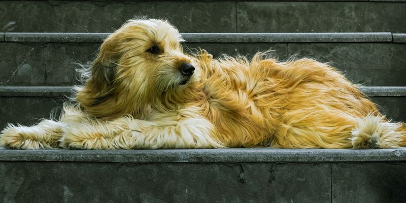 Long Fur Can Hide Problem Seeds