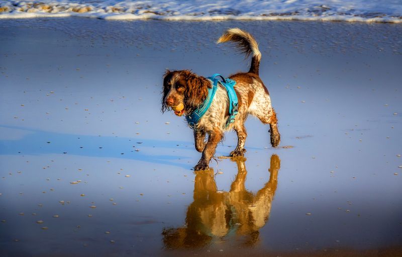 American Water Spaniel