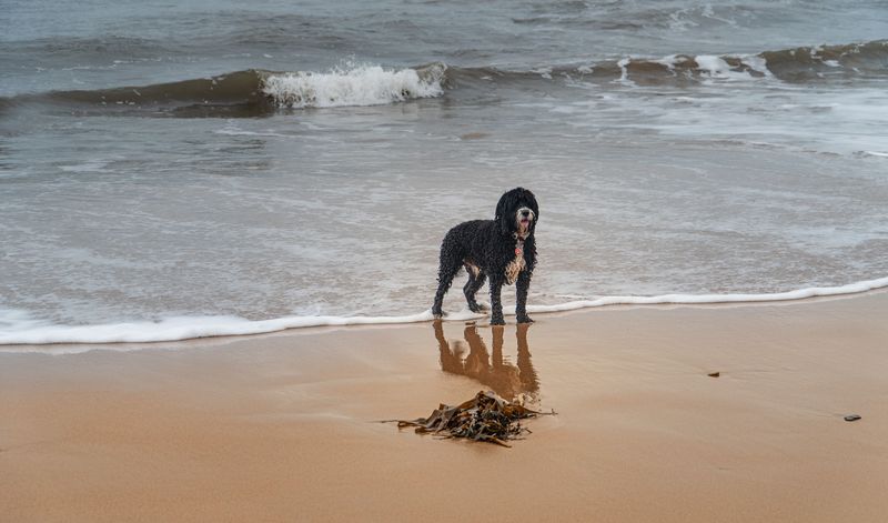 Portuguese Water Dog
