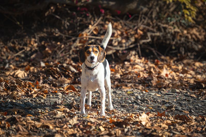Beagle