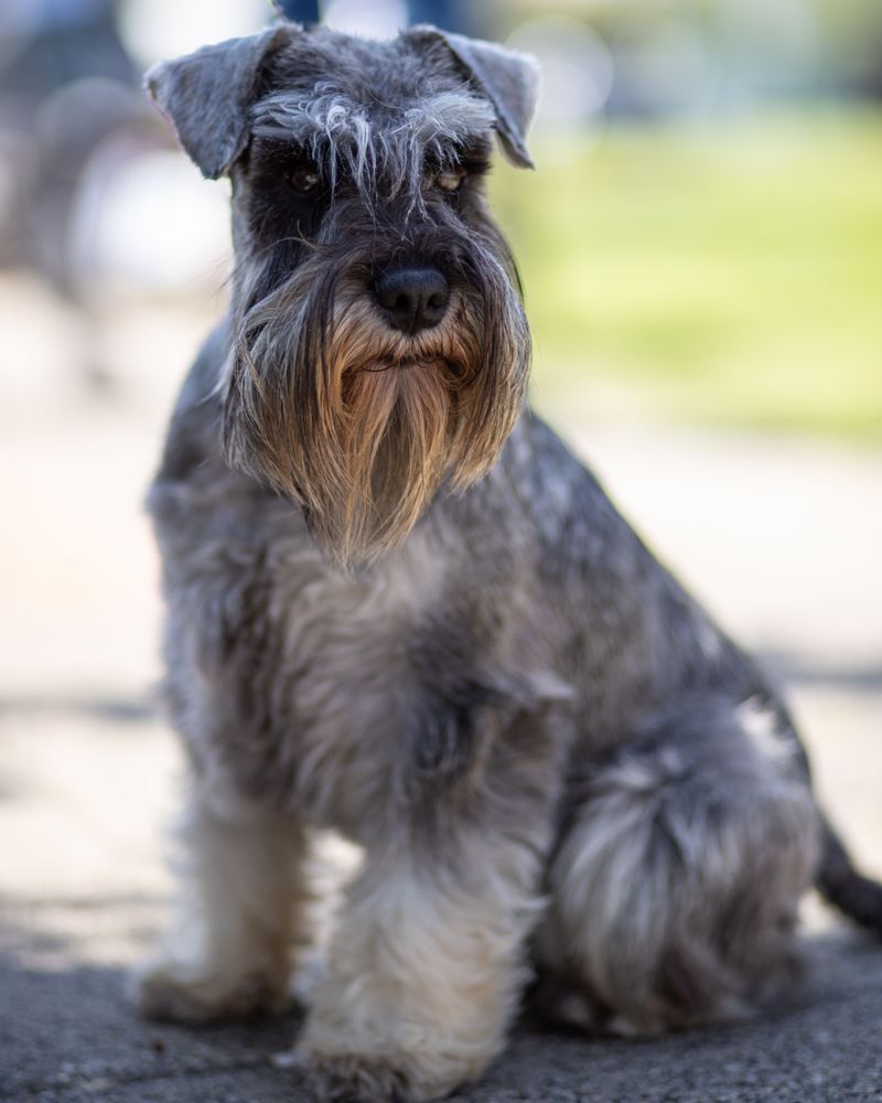 Miniature Schnauzer