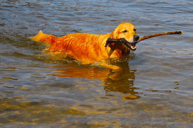Golden Retriever