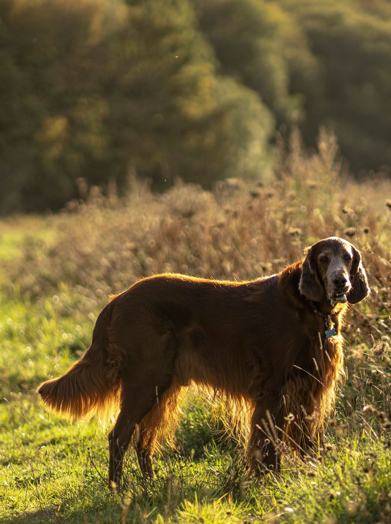 Irish Setters Bring Energy For Long Michigan Walks