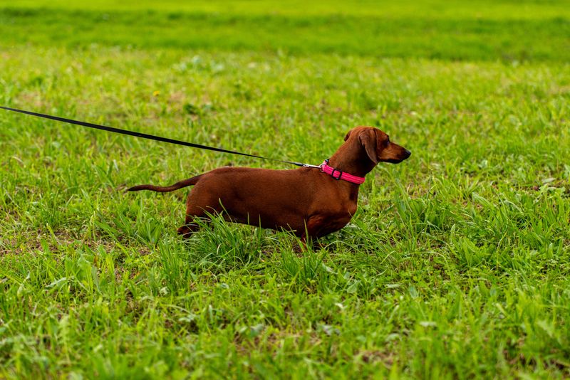 Dachshund