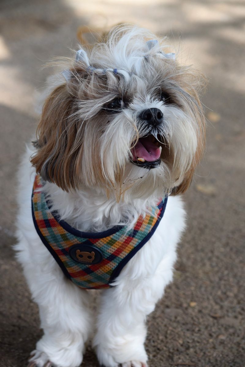 Shih Tzu
