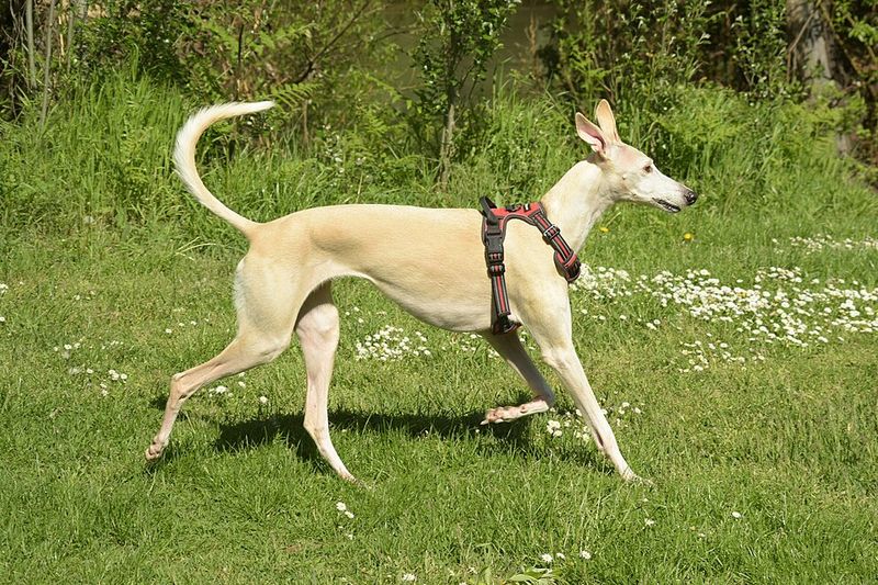 Greyhound