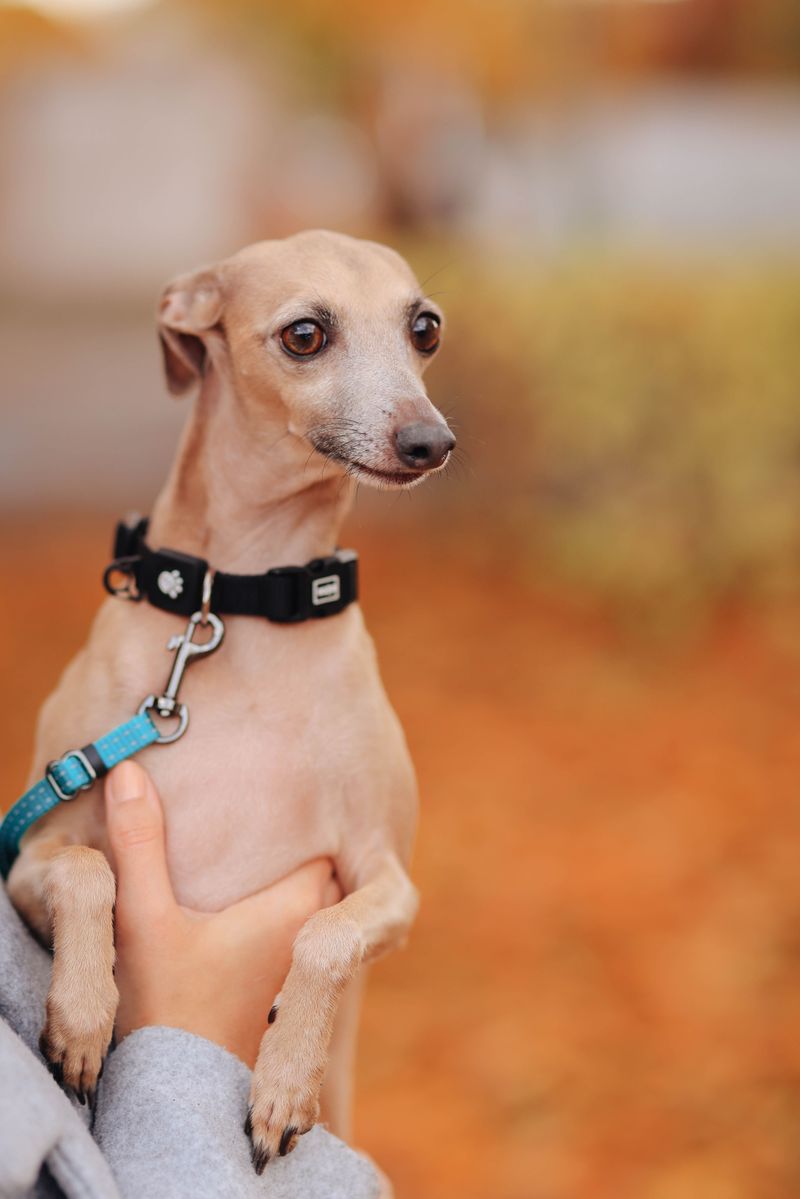 Italian Greyhound