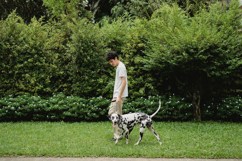 Dalmatian