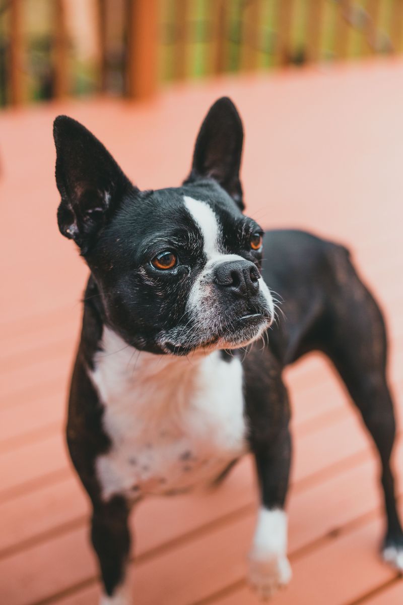 Boston Terrier