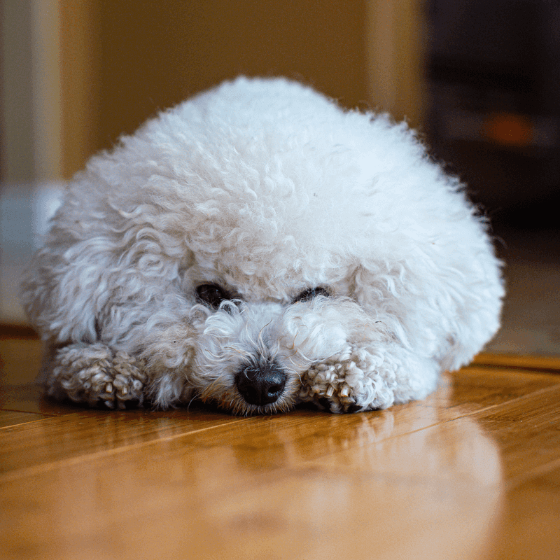 Bichon Frise