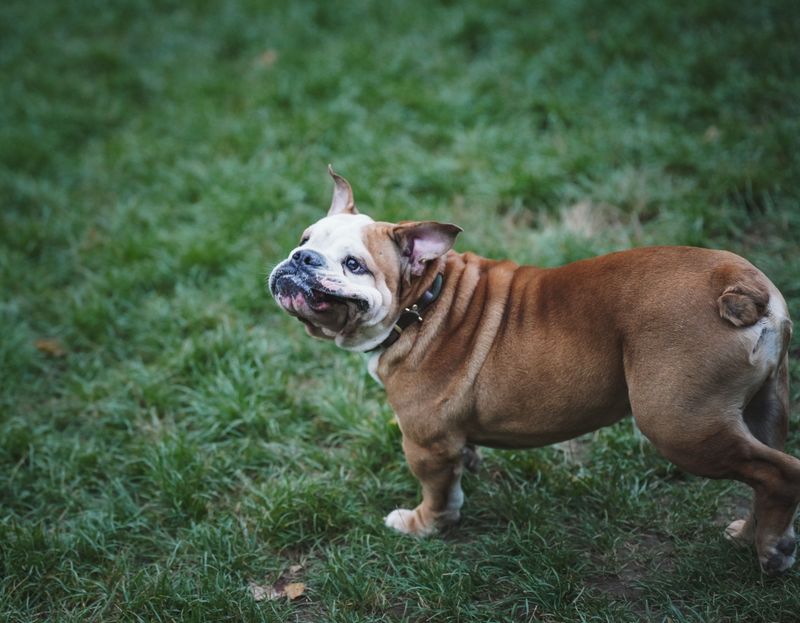 English Bulldog