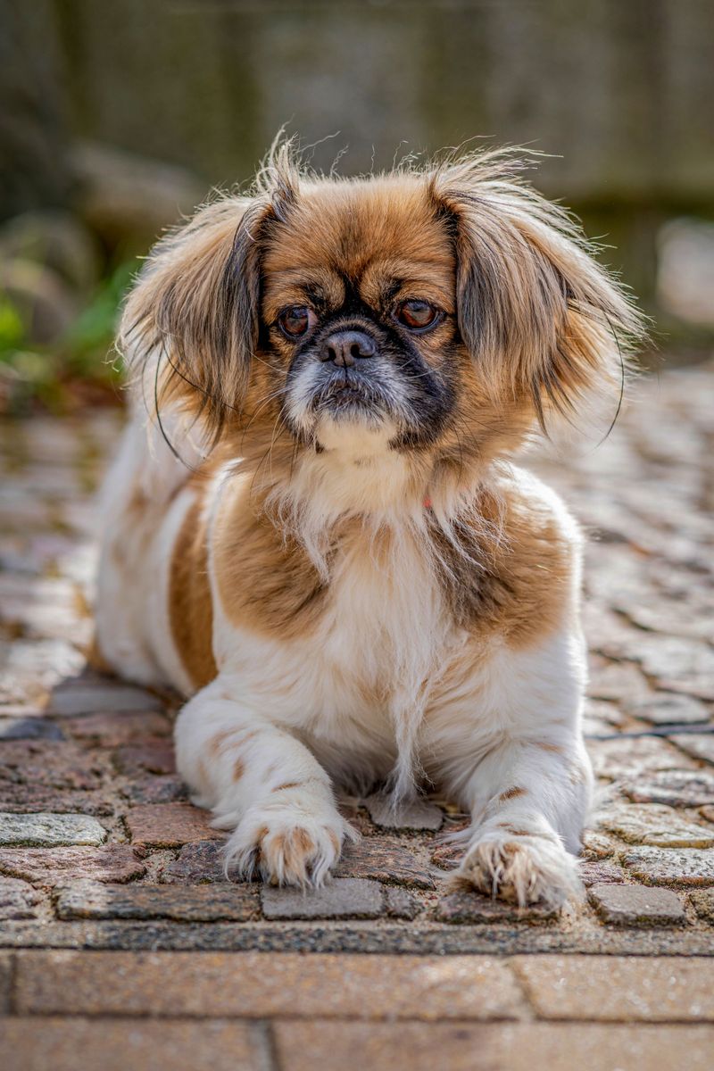 Japanese Chin