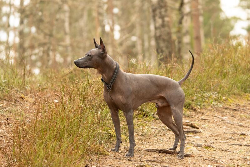 Xoloitzcuintli