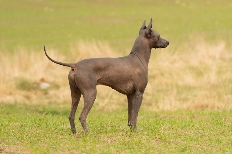 Xoloitzcuintli