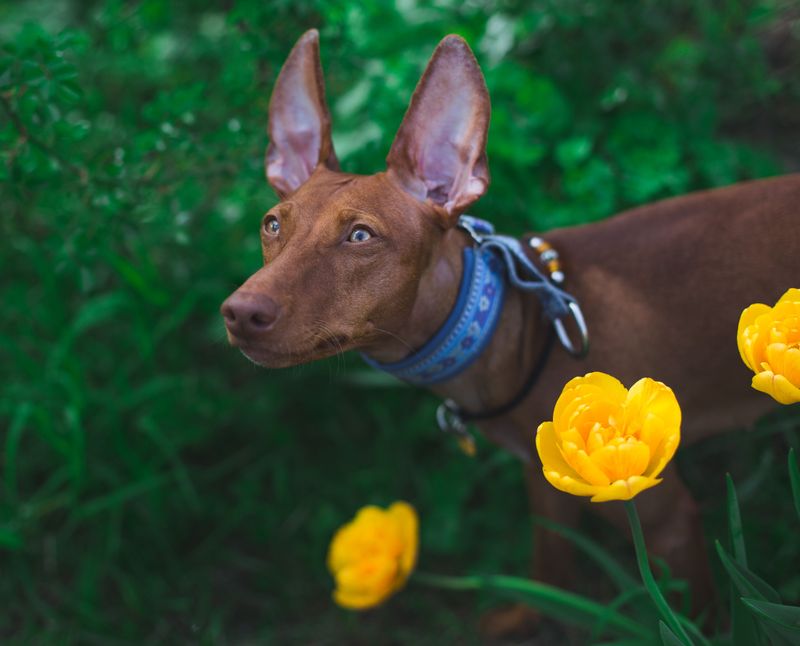 Ibizan Hound with Island Energy