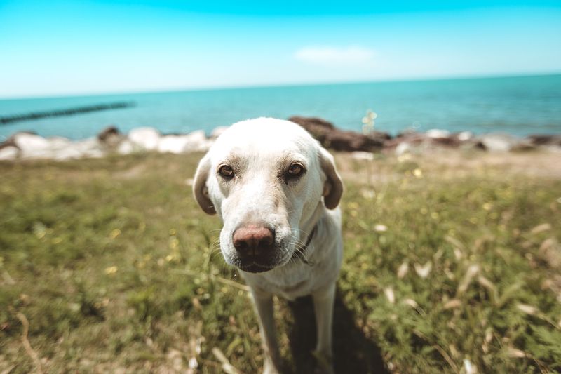 Plan Where Your Dog Will Stay