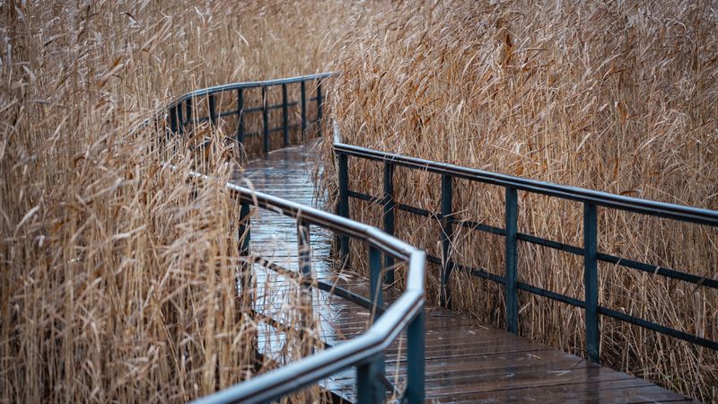 Keep Dogs Out of Tall Vegetation Near Water
