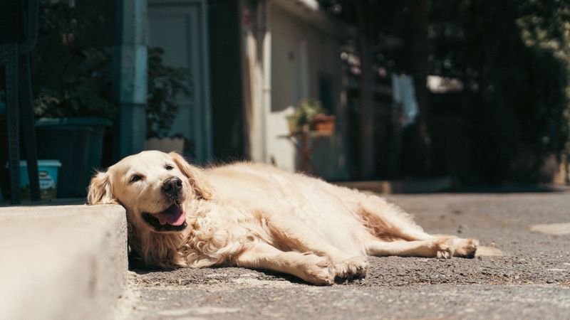 Catch Heat Stress While It Is Still Early