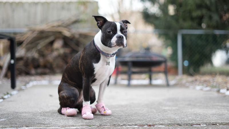 Boots Put a Barrier Between Paw and Ground