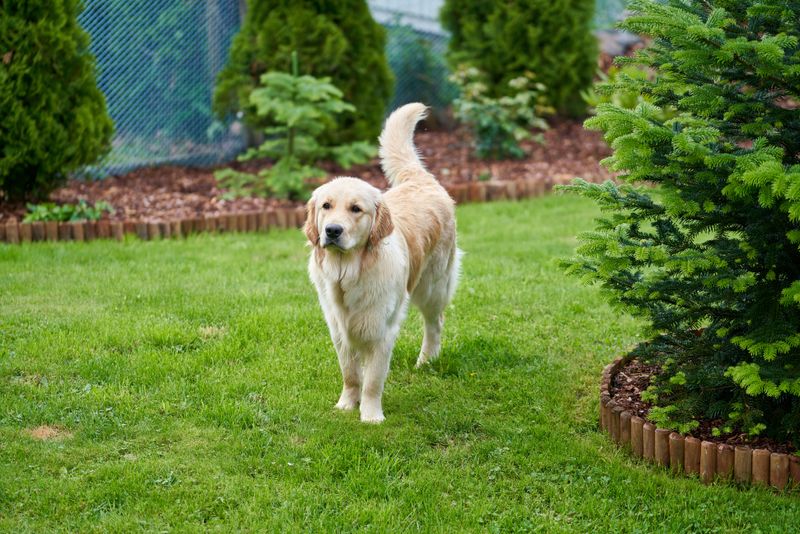 Keep Your Yard Free Of Excessive Weeds