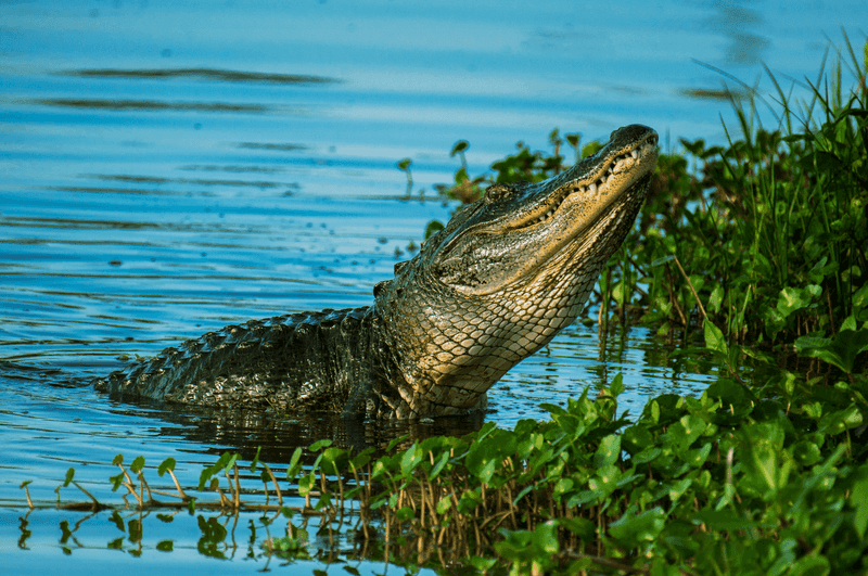 Keep Paws Out of Lakes, Ponds, and Canals