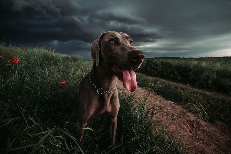 Bring Your Dog In Before the Sky Turns