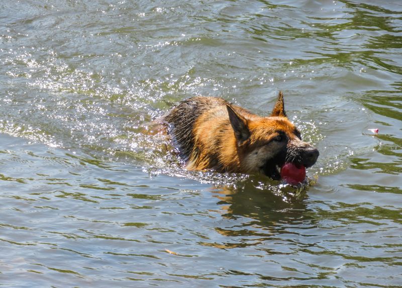 A Struggling Dog Gulps Without Meaning To