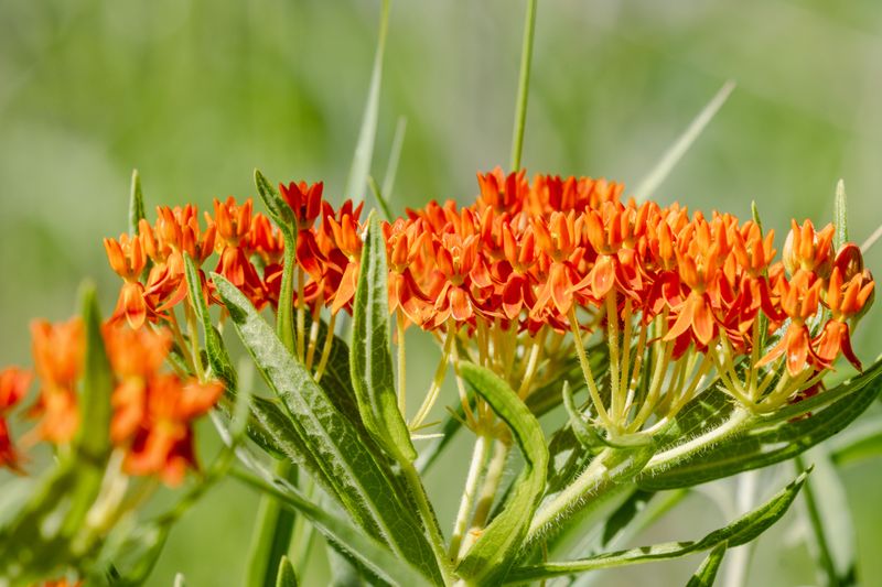 Milkweed
