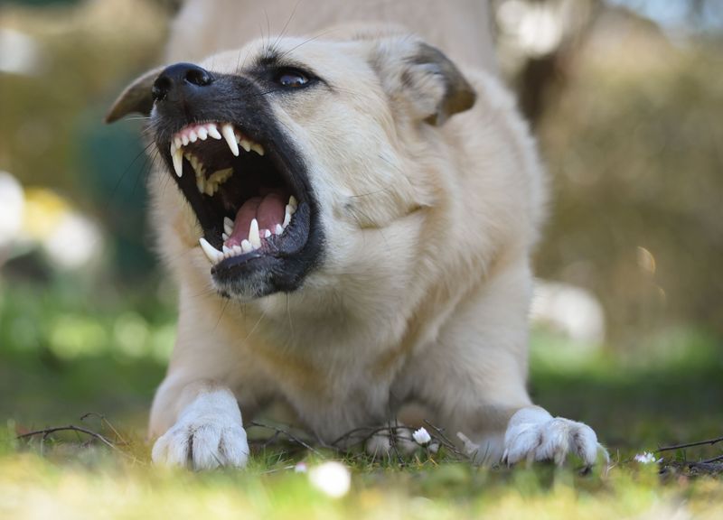 A Dog Can Be Officially Declared Dangerous