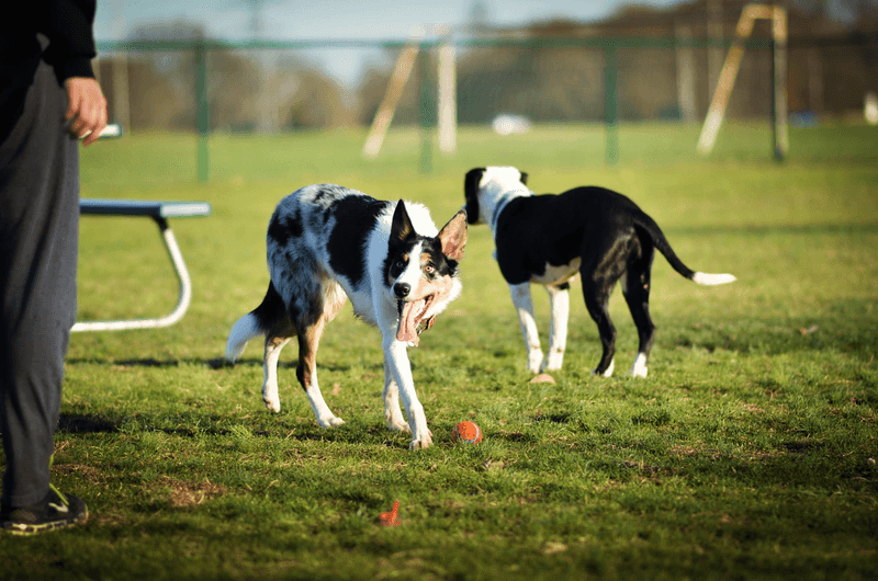 Seattle Only Allows Off-Leash Dogs in Designated Areas