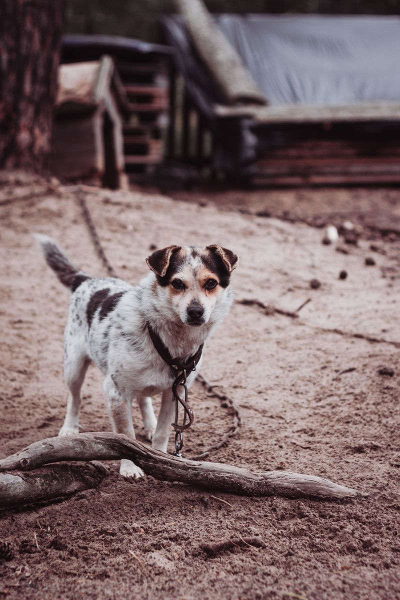 Phoenix Limits How Dogs Can Be Tethered