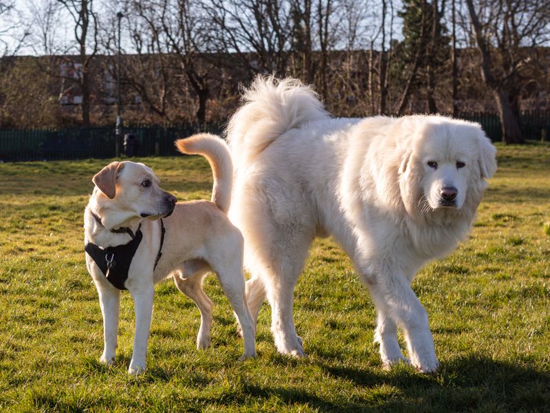 Confining a Female Dog in Heat: Check Local Rules