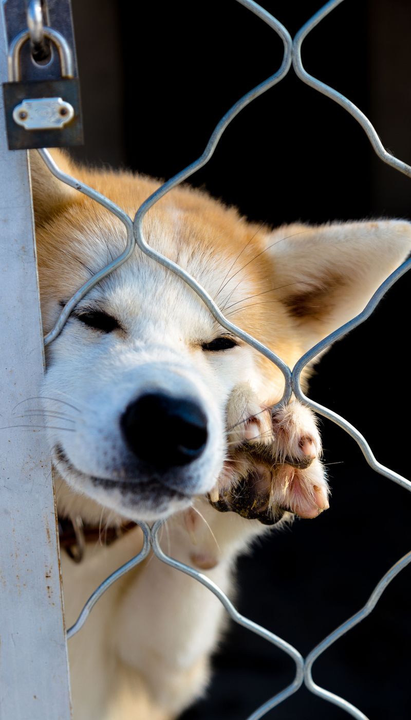 Confinement Standards for Dangerous Dogs