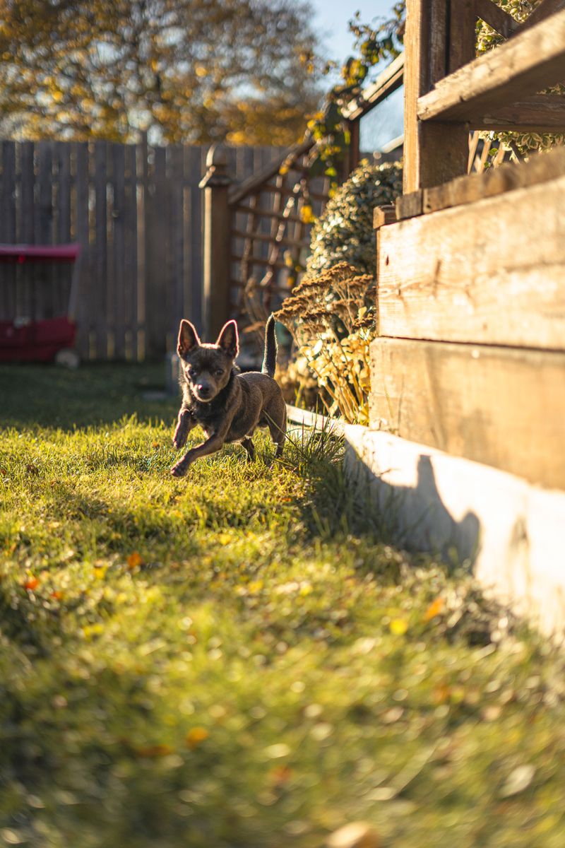 Keep Cats and Small Dogs Indoors or Closely Supervised