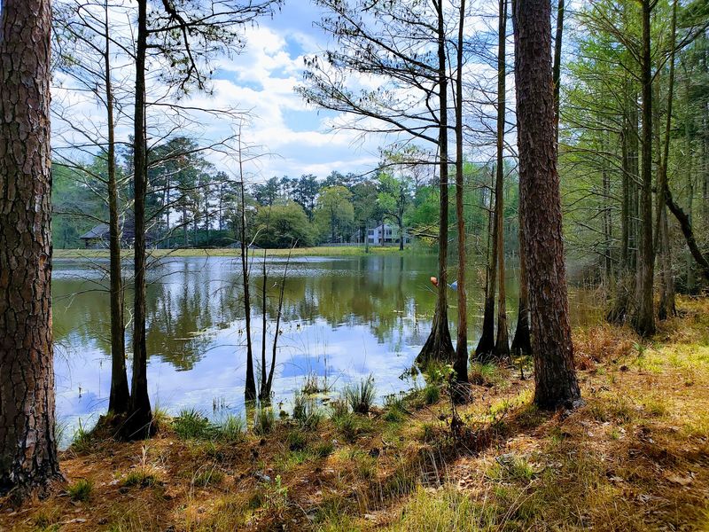 Carvers Creek State Park Keeps The Hiking Easy And Peaceful
