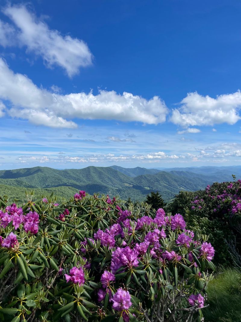 Wander Rhododendron Country at Roan Mountain State Park