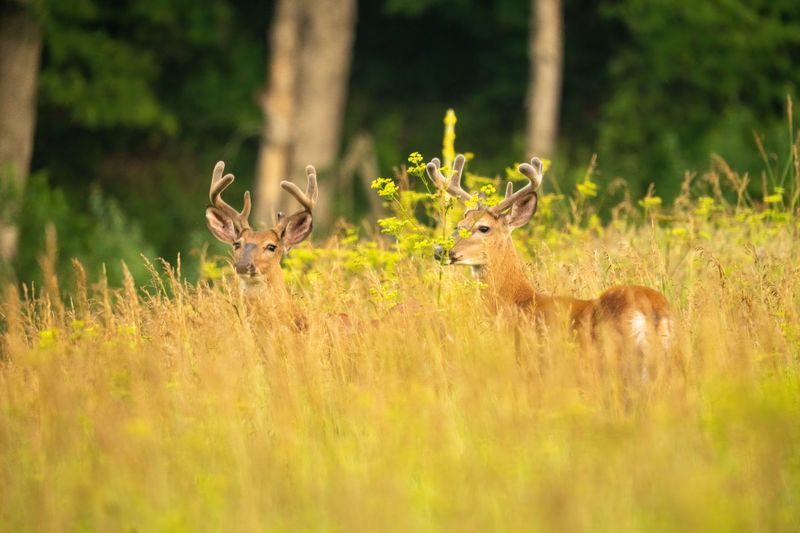 Find out if the trail allows hunting