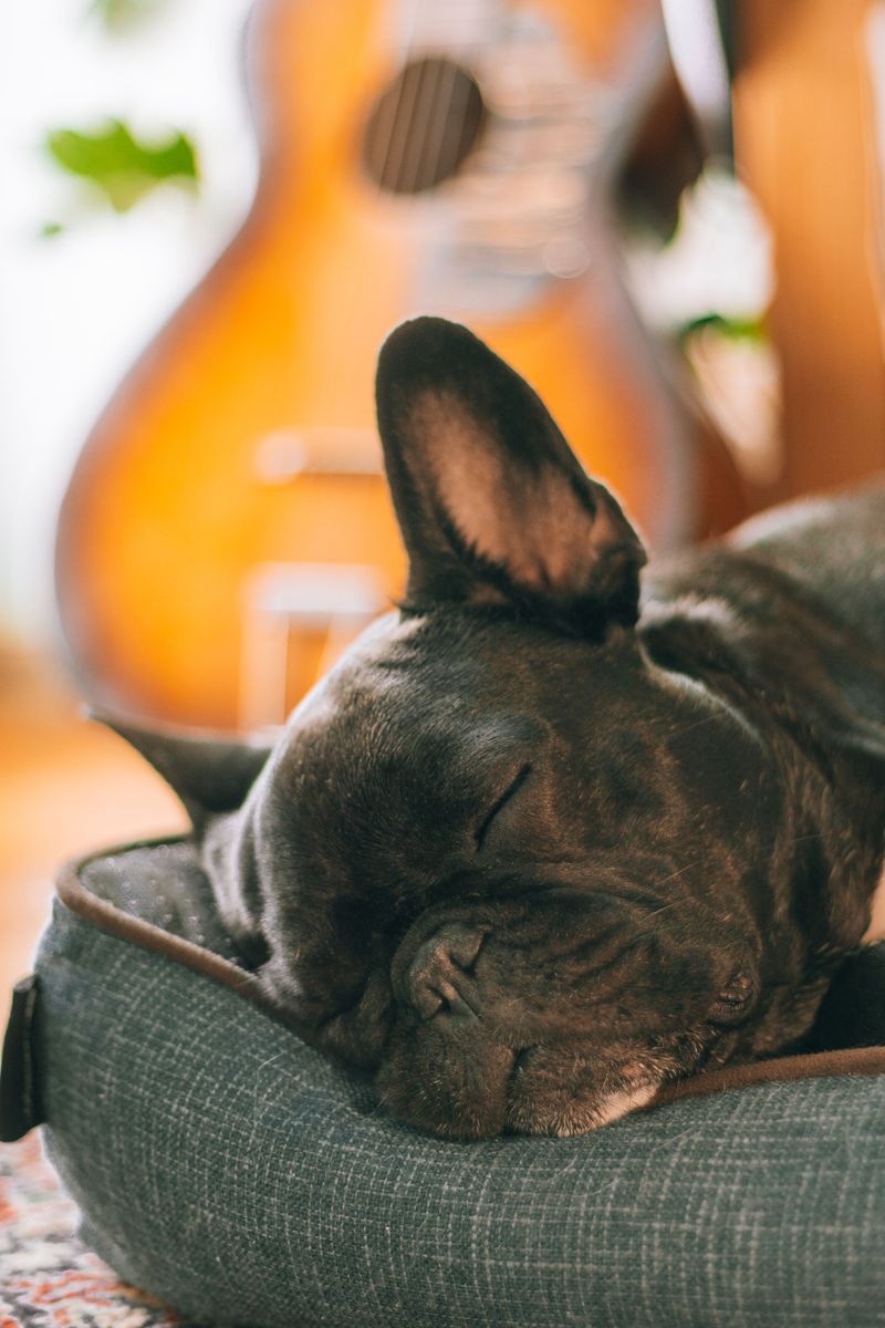 Use Calming Music or White Noise to Mask Fireworks