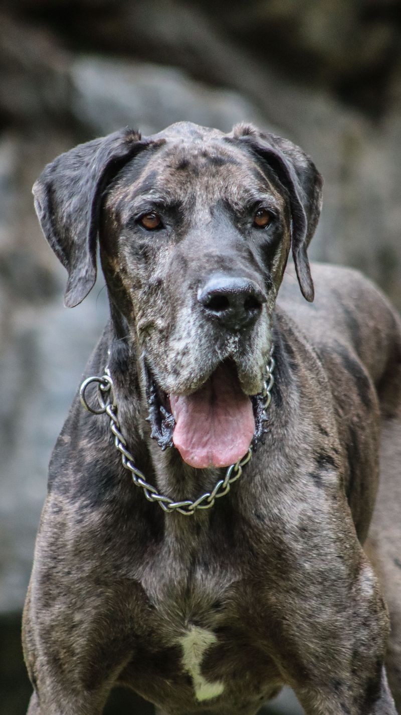 Great Dane: The Lap Dog Who Missed the Memo