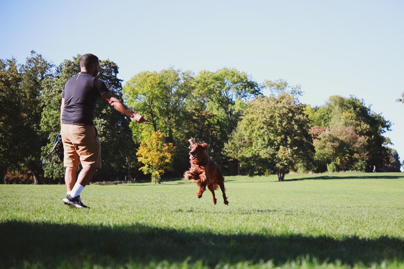 Irish Setter