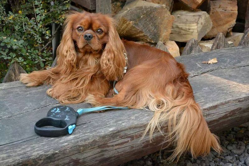 Cavalier King Charles Spaniel