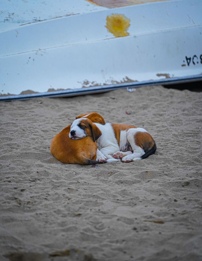 Puppies Lose Body Heat Quicker Than Grown Dogs