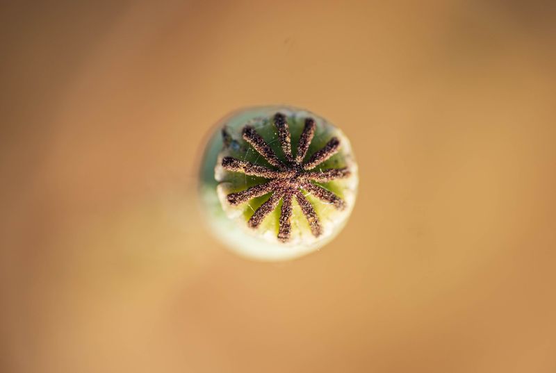 Nymphs Are Poppy-Seed Sized And Sneaky