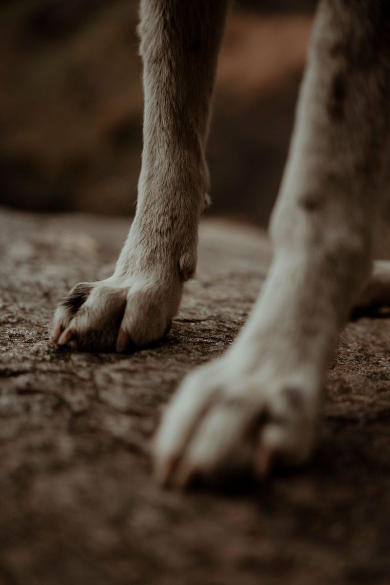 River rocks can hurt paws