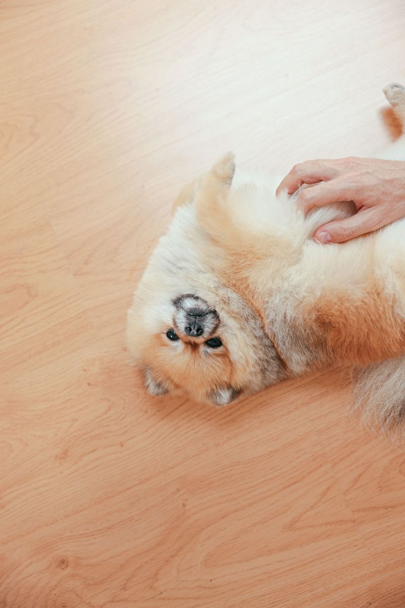 Armpits, Groin, And Tail Base