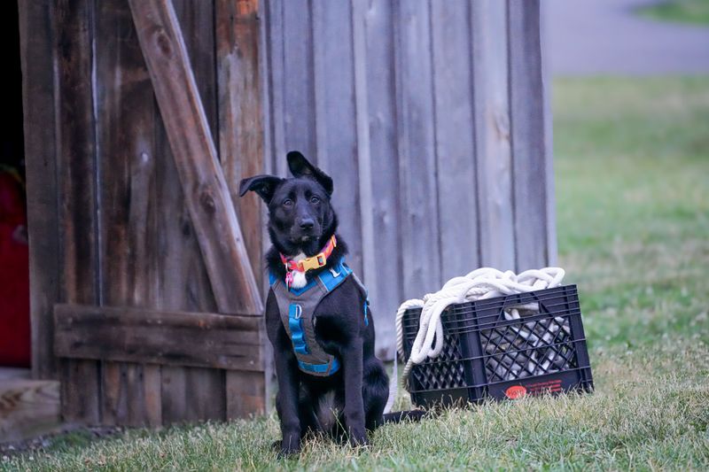 Park the Leash and Carrier Right Where You Shelter