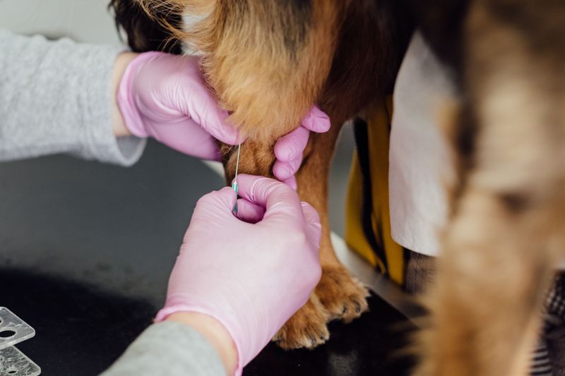 Get Your Dog to a Vet Without Delay