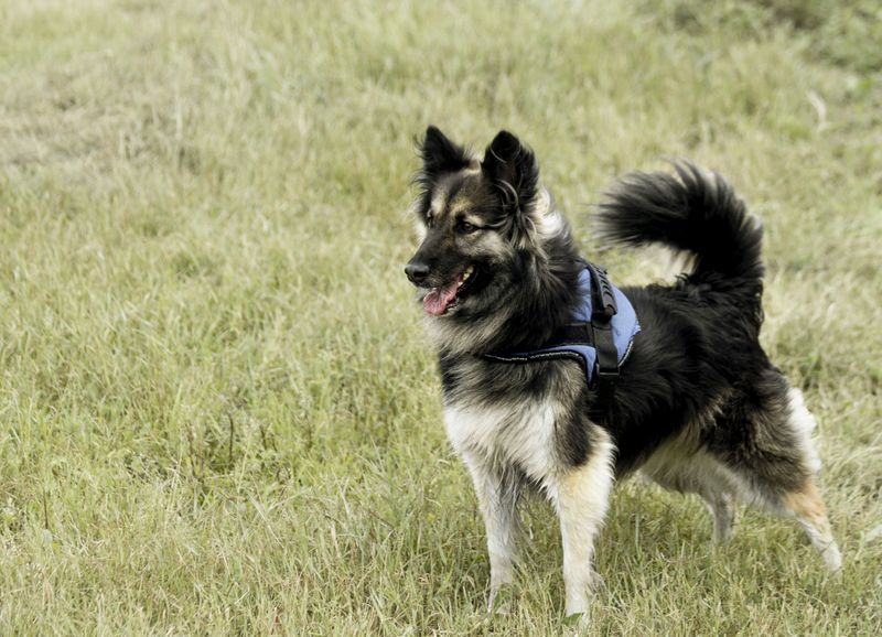 Belgian Tervuren
