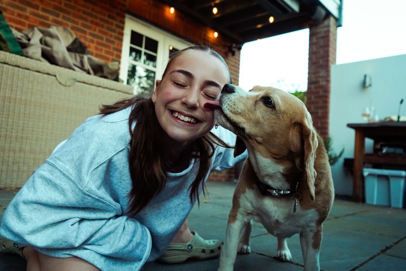 Beagle