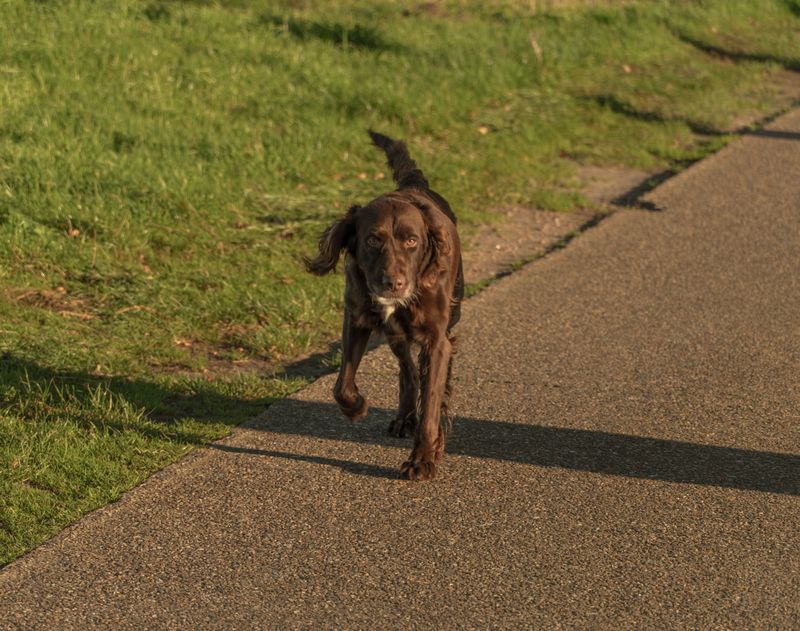 Boykin Spaniel
